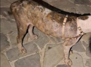 Ραφήνα Αττικής: Έκκληση για τα έξοδα περίθαλψης σκύλου που ο ιδιοκτήτης του άφησε να φτάσει σε τραγική κατάσταση (βίντεο)