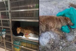 Χανιά: Μπαράζ δολοφονιών ζώων στην ιχθυόσκαλα Σούδας καταγγέλλει «Η ΠΡΟΣΤΑΣΙΑ ΤΩΝ ΖΩΩΝ» (βίντεο)