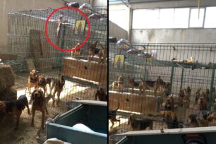 Θεσσαλονίκη: Καταδικάστηκε και στο Εφετείο με εξαιρετικά μικρή ποινή παράνομος εκτροφέας 60 κυνηγόσκυλων (βίντεο)