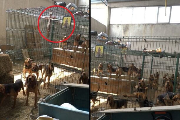 Θεσσαλονίκη: Καταδικάστηκε και στο Εφετείο με εξαιρετικά μικρή ποινή παράνομος εκτροφέας 60 κυνηγόσκυλων (βίντεο)