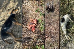 Τραγανό Ηλείας: Σκόρπισε φόλες και δολοφόνησε πολλά πουλιά, γάτες και σκυλιά