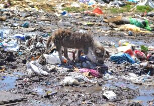 «Αδεσποτούλια Ξάνθης»: Που πάνε τα 210.000 € που έλαβε ο Δήμος Τοπείρου; Αδέσποτα σκυλιά στη χωματερή πεθαίνουν από δίψα και πείνα (βίντεο)