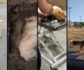 «Save a Greek Stray»: Παρά τις καταγγελίες η κατάσταση για τα αδέσποτα στον Δήμο Τρίπολης παραμένει τραγική (βίντεο)