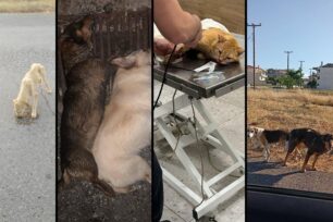 «Save a Greek Stray»: Παρά τις καταγγελίες η κατάσταση για τα αδέσποτα στον Δήμο Τρίπολης παραμένει τραγική (βίντεο)