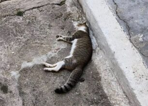 Αιγάλεω Αττικής: Πολλές γάτες δολοφονημένες με φόλες