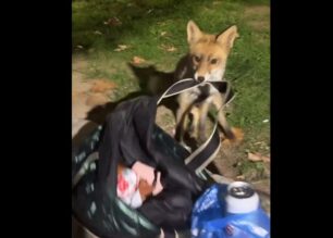 Πετρούπολη Αττικής: Αλεπού προσπαθεί να αρπάξει τσάντα για να τραφεί (βίντεο)