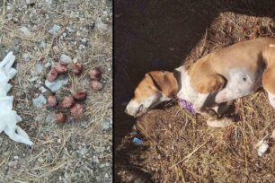 Αμαριανός Αργολίδας: Κεφτεδάκια – φόλες τα δηλητηριασμένα δολώματα που κάποιος σκόρπισε και σκότωσε έναν σκύλο