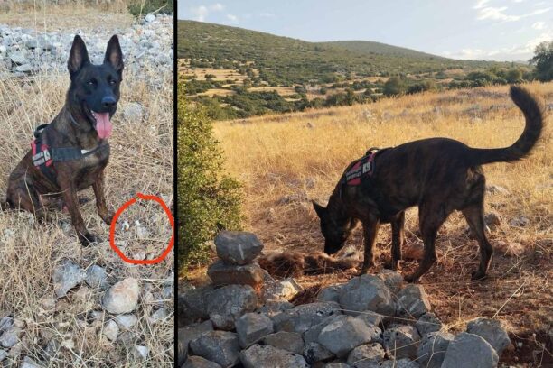 Αραχναίο Αργολίδας: Με φόλες δηλητηριασμένο κρέας δολοφόνησε σκύλο και αλεπού