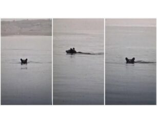 Κοζάνη: Ψαράς βρήκε αρκούδα να κολυμπάει στη λίμνη Πολυφύτου – Και οι αντιδράσεις δεν είναι μόνο θετικές (βίντεο)