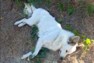 Αστρίτσι Ηρακλείου Κρήτης: Με φόλες δολοφόνησε σκυλιά