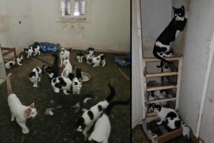 Πάτρα Αχαΐας: Αναζητούν φιλοξενία για 28 γάτες που βρέθηκαν έγκλειστες σε σπίτι διαρκώς στο σκοτάδι σε άθλιες συνθήκες (βίντεο)