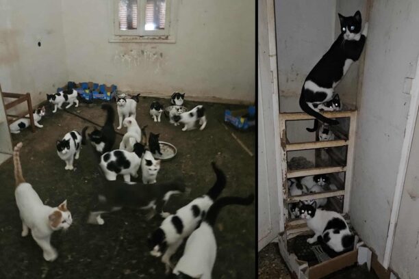 Πάτρα Αχαΐας: Αναζητούν φιλοξενία για 28 γάτες που βρέθηκαν έγκλειστες σε σπίτι διαρκώς στο σκοτάδι σε άθλιες συνθήκες (βίντεο)