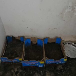 AxaiaPatraGateSyllektisKoprana29 10 2025 19