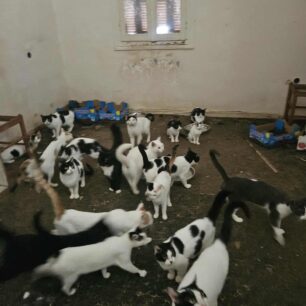 AxaiaPatraGateSyllektisKoprana29 10 2025 2