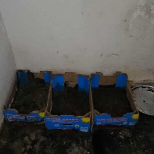 AxaiaPatraGateSyllektisKoprana29 10 2025 20