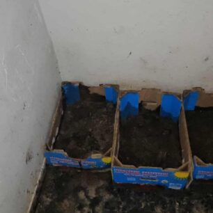 AxaiaPatraGateSyllektisKoprana29 10 2025 21