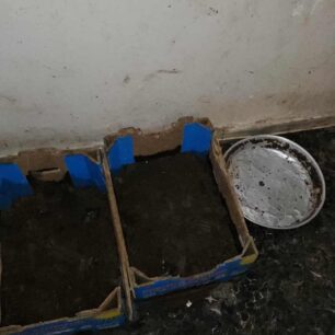 AxaiaPatraGateSyllektisKoprana29 10 2025 22