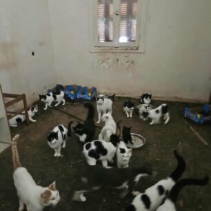 AxaiaPatraGateSyllektisKoprana29 10 2025 3