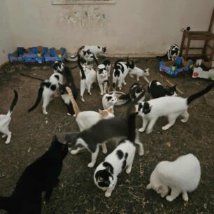 AxaiaPatraGateSyllektisKoprana29 10 2025 4