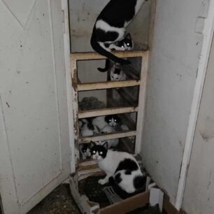 AxaiaPatraGateSyllektisKoprana29 10 2025 5