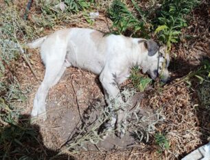 Δαμάσι Λάρισας: Βρέθηκε σκύλος δολοφονημένος από φόλα