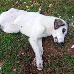 DentraLarisasSkyliaFoles24 10 2025 1