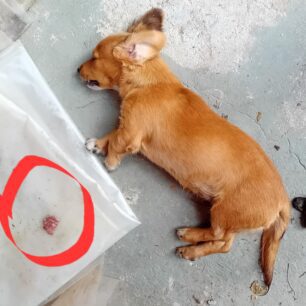 DentraLarisasSkyliaFoles24 10 2025 3