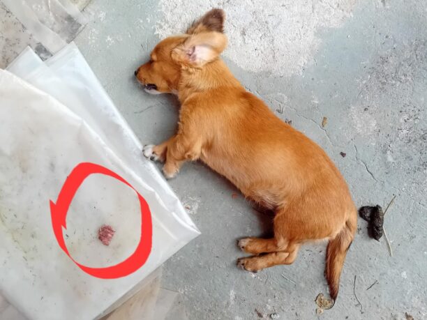 Δέντρα Λάρισας: Με φόλες δολοφόνησε επτά σκυλιά