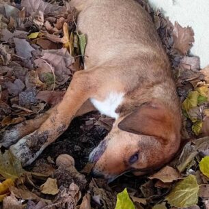 DentraLarisasSkyliaFoles24 10 2025 4