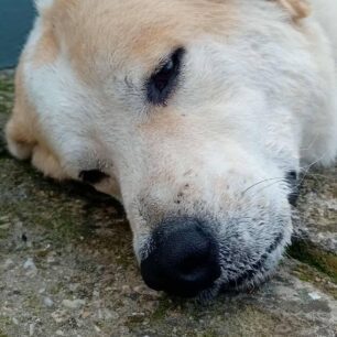 DentraLarisasSkyliaFoles24 10 2025 5