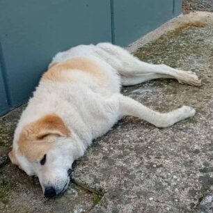 DentraLarisasSkyliaFoles24 10 2025 6