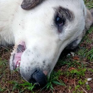 DentraLarisasSkyliaFoles24 10 2025 7