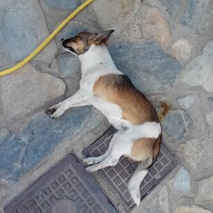 DentraLarisasSkyliaFoles24 10 2025 8