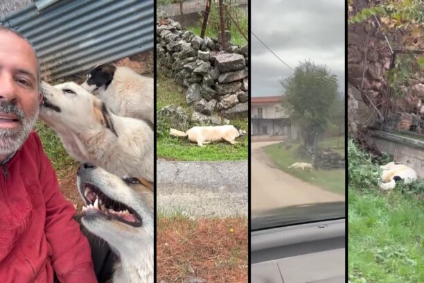 Δεσφίνα Φωκίδας: Δίνει αμοιβή σε όποιον αποκαλύψει ποιος δολοφόνησε τα σκυλιά τους (βίντεο)