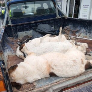 DesfinaFokidasDilitiriasmenaSkyliaGates20 10 2025 1