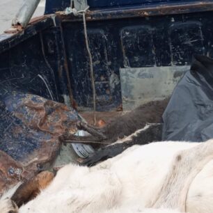 DesfinaFokidasDilitiriasmenaSkyliaGates20 10 2025 2