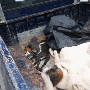 DesfinaFokidasDilitiriasmenaSkyliaGates20 10 2025 3