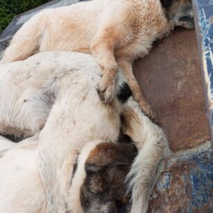 DesfinaFokidasDilitiriasmenaSkyliaGates20 10 2025 4