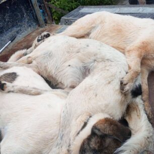 DesfinaFokidasDilitiriasmenaSkyliaGates20 10 2025 5