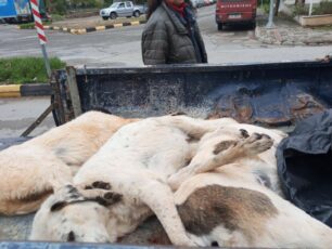 Δεσφίνα Φωκίδας: Με φόλες δολοφόνησε σκυλιά και γάτες