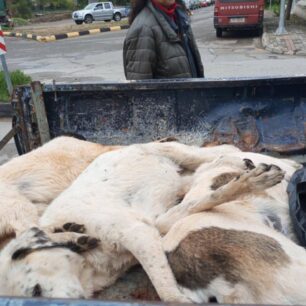 DesfinaFokidasDilitiriasmenaSkyliaGates20 10 2025 6