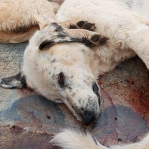 DesfinaFokidasDilitiriasmenaSkyliaGates20 10 2025 7