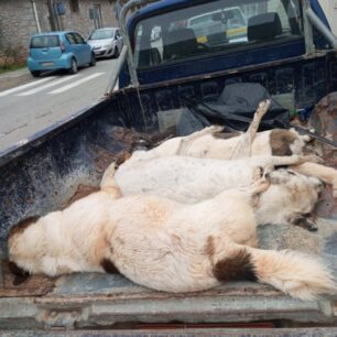 DesfinaFokidasDilitiriasmenaSkyliaGates20 10 2025 8