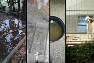 Σκυλιά χωρίς νερό και τροφή μέσα στα λύματα στο παράνομο Δημοτικό Κυνοκομείο Πρέβεζας στο Νεοχώρι