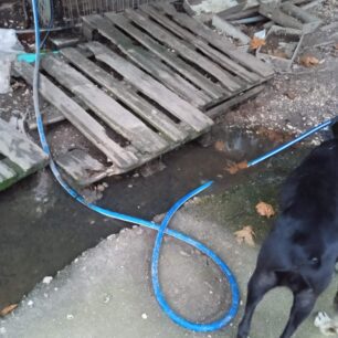 DimotikoKynokomeioPrevezas5 10 2025 20