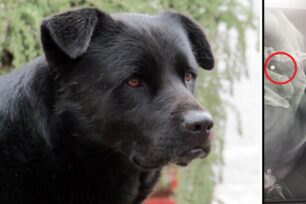 Έδεσσα Πέλλας: Πέθανε σκύλος η μασκότ του σταθμού των τρένων – Είχε πυροβοληθεί και με αεροβόλο