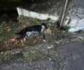 Ευπάλιο Φωκίδας: Γλύτωσε τον θάνατο σκύλος που έφαγε φόλα