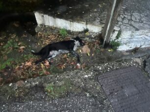 Ευπάλιο Φωκίδας: Γλύτωσε τον θάνατο σκύλος που έφαγε φόλα