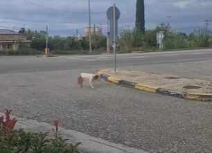 Επιτάλιο Ηλείας: Βρήκαν σκύλο να αιμορραγεί σοβαρά τραυματισμένος στον πρωκτό (βίντεο)