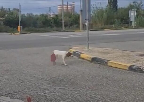 Κίνημα Δημοκρατίας: Δεν αντέχει η κοινωνία μας έναν δεύτερο «Όλιβερ»